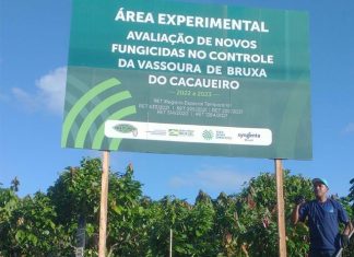 Bahia testa fungicida contra vassoura de bruxa em lavoura cacaueira