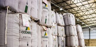 Cooabriel avança na exportação de conilon e conquista mercados inéditos em 2022