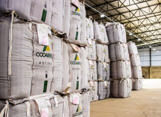 Cooabriel avança na exportação de conilon e conquista mercados inéditos em 2022