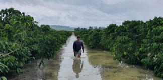 Faes orienta produtores sobre perdas em propriedades por conta das chuvas