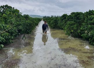 Faes orienta produtores sobre perdas em propriedades por conta das chuvas