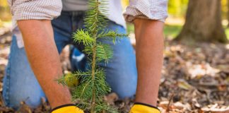 Movimento propõe plantio de 5 milhões de mudas no ES até 2030