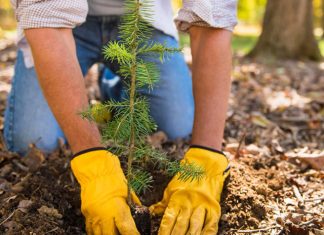 Movimento propõe plantio de 5 milhões de mudas no ES até 2030