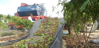 Colheita de café da safra 2023/24 se inicia; comercialização segue limitada