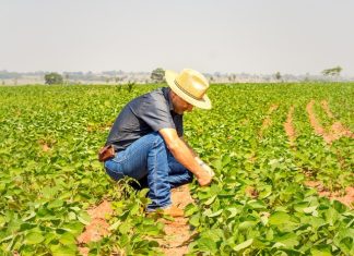 Nutrindo Talentos: SQM VITAS Brasil oferece quatro vagas de treinee