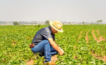 Nutrindo Talentos: SQM VITAS Brasil oferece quatro vagas de treinee