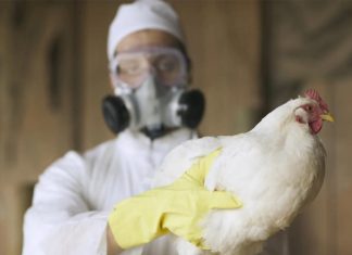 Agricultura esclarece sobre a detecção de casos de gripe aviária e orienta a população