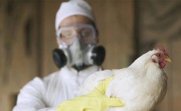 Agricultura esclarece sobre a detecção de casos de gripe aviária e orienta a população