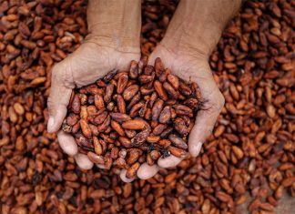 Encontro em Ilhéus debate oportunidades para a cacauicultura brasileira