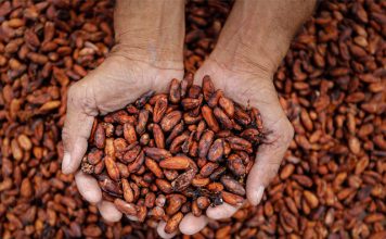 Encontro em Ilhéus debate oportunidades para a cacauicultura brasileira