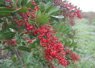 Inscrições para 2º Festival Brasileiro de Pimenta Rosa em São Mateus