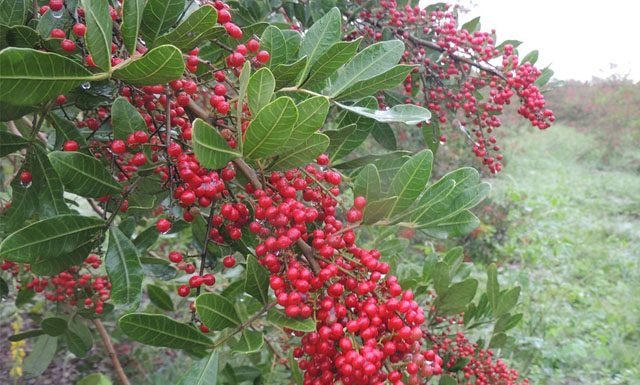 Inscrições para 2º Festival Brasileiro de Pimenta Rosa em São Mateus