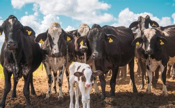 Apesar da entressafra, preços do leite caem pelo 2º mês seguido em junho