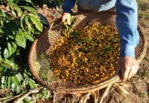 Nater Coop anuncia investimento de 8 milhões em novas estruturas de armazém de café no ES