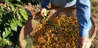 Nater Coop anuncia investimento de 8 milhões em novas estruturas de armazém de café no ES