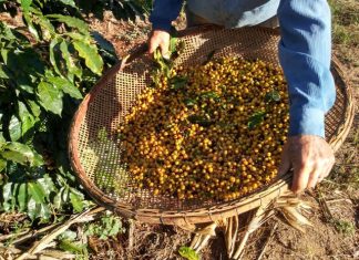Nater Coop anuncia investimento de 8 milhões em novas estruturas de armazém de café no ES