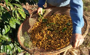 Nater Coop anuncia investimento de 8 milhões em novas estruturas de armazém de café no ES