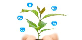 Especial Nutrição Pós Colheita do Café Conilon