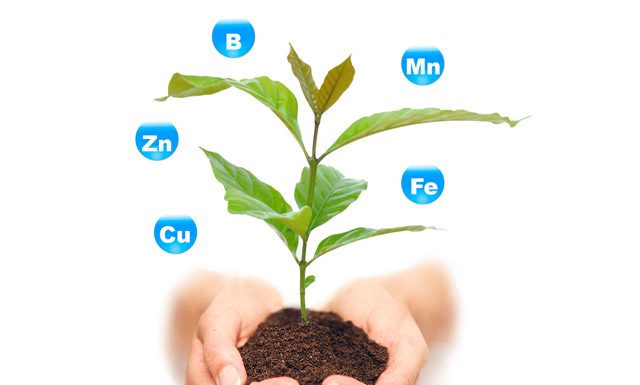 Especial Nutrição Pós Colheita do Café Conilon