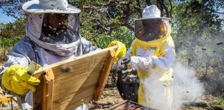 Senar lança vídeo 360° para mostrar detalhes de produção de mel