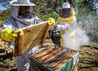 Senar lança vídeo 360° para mostrar detalhes de produção de mel