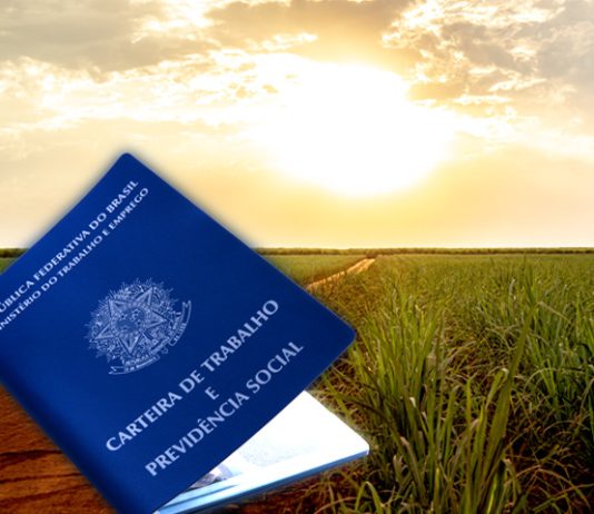 Agronegócio emprega 28,2 milhões de pessoas em 2024 e representa 26% das ocupações do país