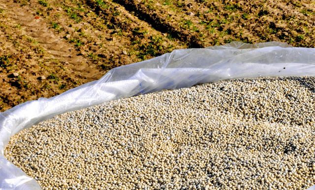 Entregas de fertilizantes cresceram 12,5% de janeiro a outubro de 2023