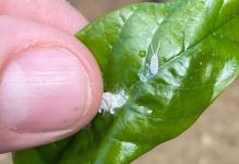 Incaper alerta sobre monitoramento de nova espécie de praga presente em lavouras de conilon