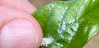 Incaper alerta sobre monitoramento de nova espécie de praga presente em lavouras de conilon