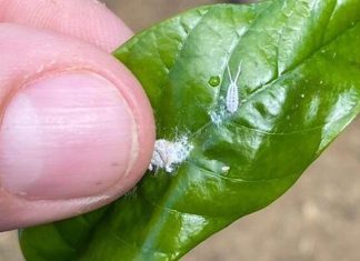 Incaper lança folder com orientações sobre a cochonilha-branca-de-cauda do cafeeiro