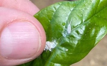 Incaper alerta sobre monitoramento de nova espécie de praga presente em lavouras de conilon