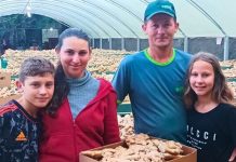 Gengibre destaque no mundo tem origem na região serrana do Espírito Santo