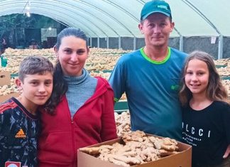 Gengibre destaque no mundo tem origem na região serrana do Espírito Santo