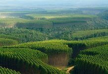 Sancionada Lei que exclui a silvicultura do rol de atividades poluidoras