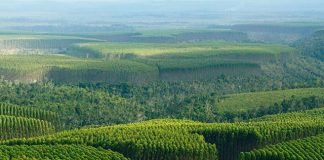 Sancionada Lei que exclui a silvicultura do rol de atividades poluidoras