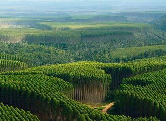 Sancionada Lei que exclui a silvicultura do rol de atividades poluidoras