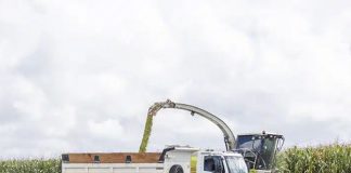 Nater Coop realiza segunda colheita do Programa de Silagem de Milho