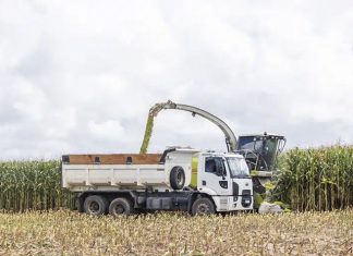 Nater Coop realiza segunda colheita do Programa de Silagem de Milho