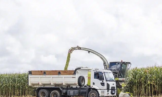 Nater Coop realiza segunda colheita do Programa de Silagem de Milho