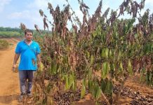 Vietnã: Parque cafeeiro queimado com seca severa e produtores desesperados buscando soluções