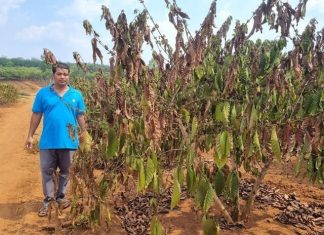 Vietnã: Parque cafeeiro queimado com seca severa e produtores desesperados buscando soluções
