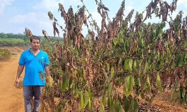Vietnã: Parque cafeeiro queimado com seca severa e produtores desesperados buscando soluções
