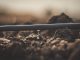 Nater Coop firma parceria para difundir irrigação por gotejamento e impulsionar a sustentabilidade na agricultura