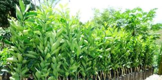 Inscrições para distribuição de 39 mil mudas frutíferas terminam sexta-feira (7)