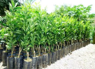 Inscrições para distribuição de 39 mil mudas frutíferas terminam sexta-feira (7)