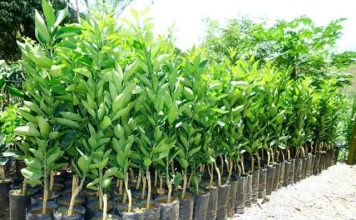 Senar lança curso online sobre boas práticas agrícolas