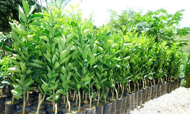 Inscrições para distribuição de 39 mil mudas frutíferas terminam sexta-feira (7)