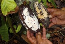 Confirmado novo foco de monilíase do cacaueiro no Amazonas