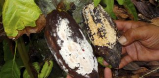 Confirmado novo foco de monilíase do cacaueiro no Amazonas