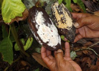 Confirmado novo foco de monilíase do cacaueiro no Amazonas